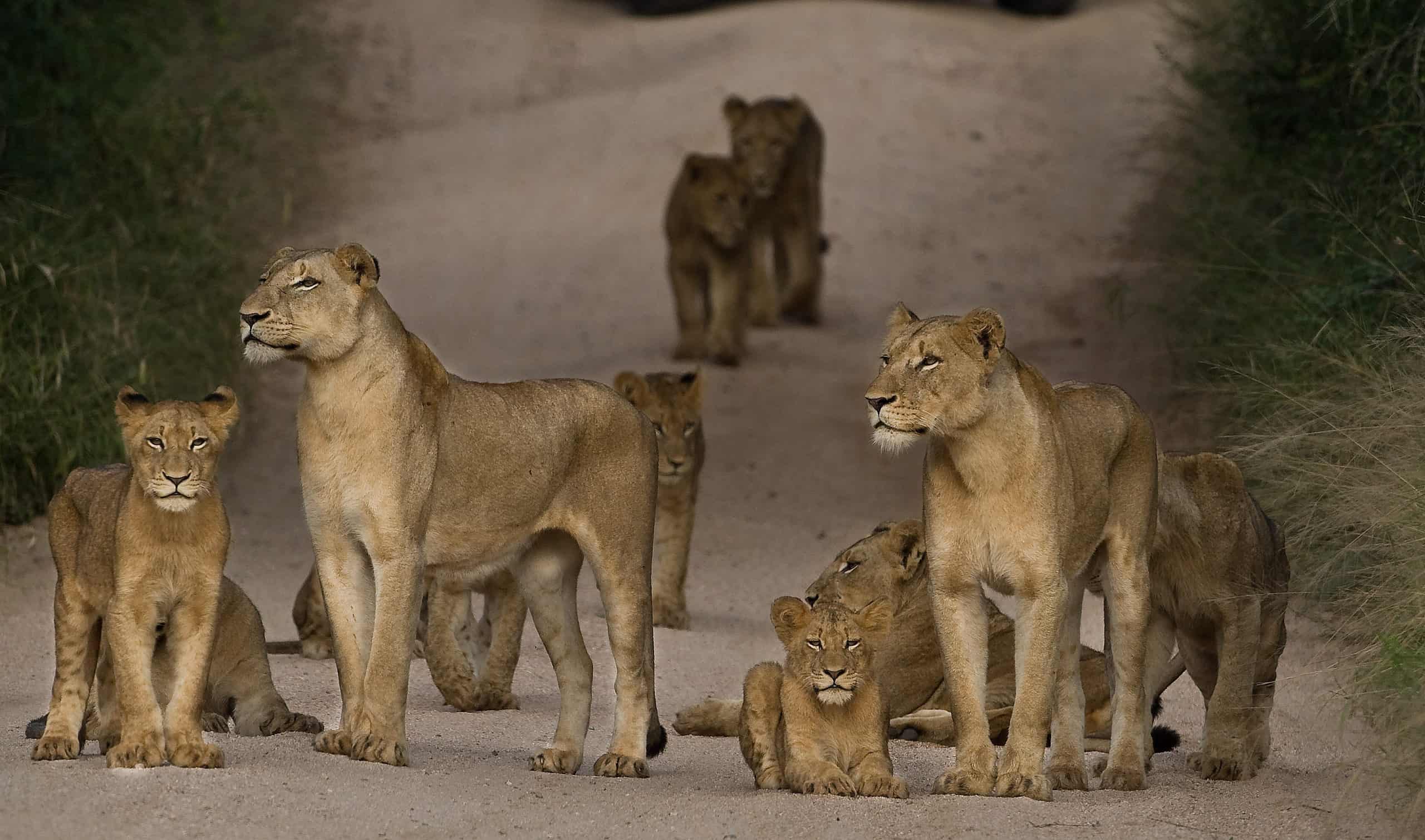 3-Day Masai Mara Tented Safari