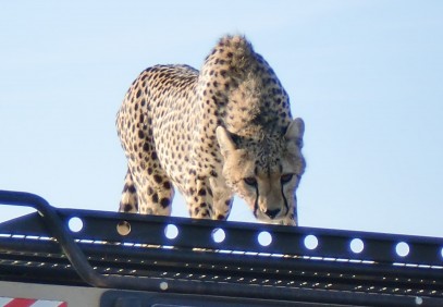 6-Day Serengeti Safari