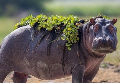 4 Days Selous Game Reserve Safari