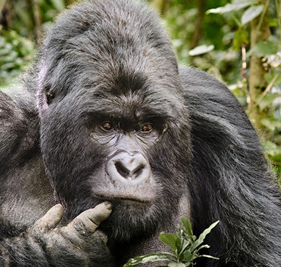 Democratic Republic of Congo