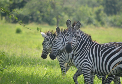 5 Days Tsavo East, Tsavo West & Amboseli Safari