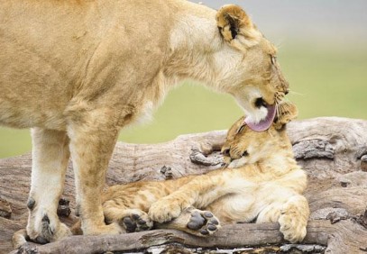 3 Days Masai Mara Migration Safari