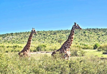 7 Days Masai Mara, Lake Nakuru & Amboseli Safari