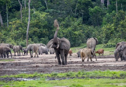 Ndzanga Sangha National Park Safari