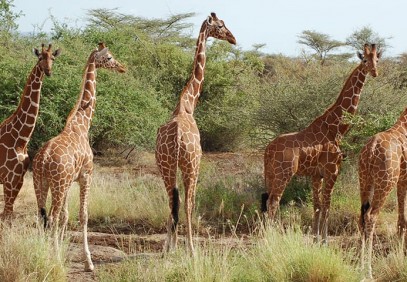3 Days Kenya Lodge Safari Samburu National Reserve