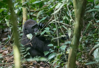 Lobeke National Park Safari