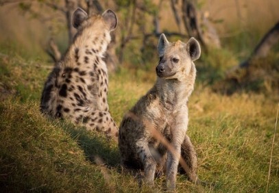7 Days Kenya Budget Group Safari