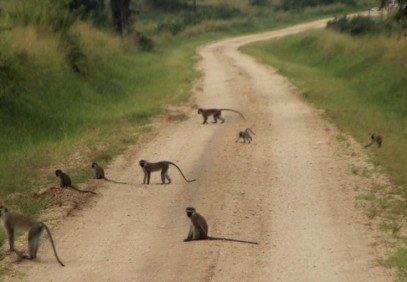 8-Day Primate & Wildlife Safari