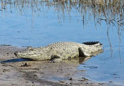 3-Day Okavango Delta Expeditions Trip