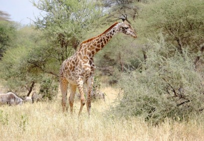 5-Day Camping Safari in Manyara, Serengeti and Ngorongoro