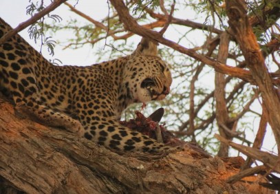 11-Day Magical Camping Safari in Botswana and Zimbabwe