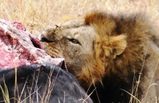 5 Days – Serengeti and Ngorongoro Crater