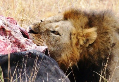 5 Days – Serengeti and Ngorongoro Crater