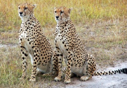 5-Day Tanzania Budget Camping Safari