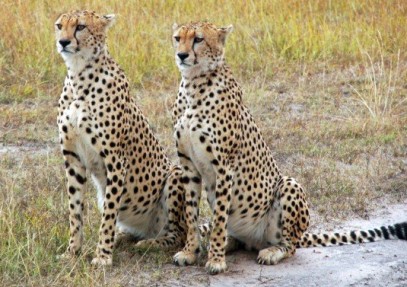 5-Day Tanzania Budget Camping Safari