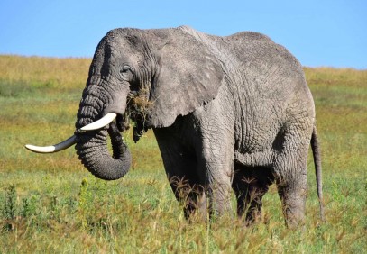 4-Day Northern Tanzania Camping Safari