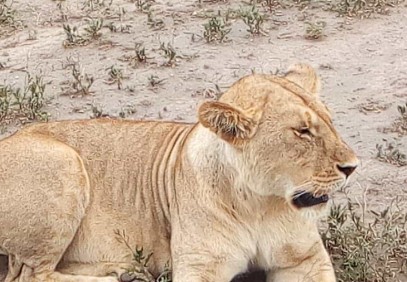 3-Day Tanzania Big Five Safari