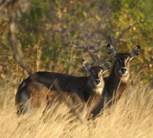 3-Day Kanzwa Safari Tour To Kafue National Park