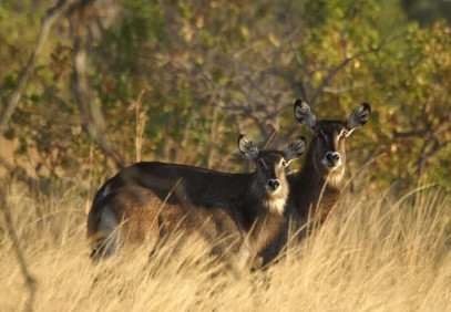 3-Day Kanzwa Safari Tour To Kafue National Park