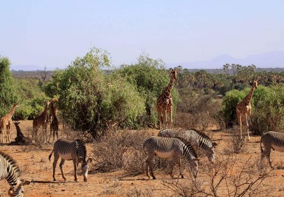 5 Days Aberdares and Samburu Safari
