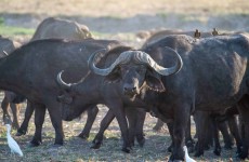 11-Day Buffalo Safari