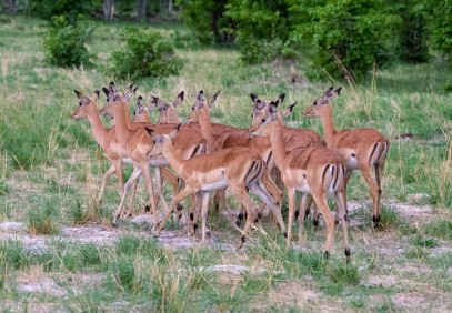 7-Day Fish Eagle Safari