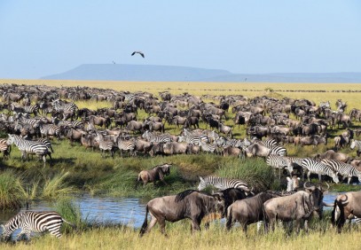 5-Day Migration Safari in Northern Tanzania