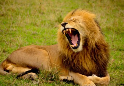 10-Day Best of Botswana and Zambia Wildlife Safari