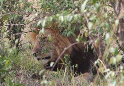 4 Days Masai Mara and Lake Nakuru Safari