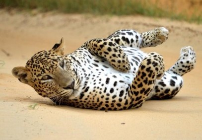 Big 5 of Sri Lanka