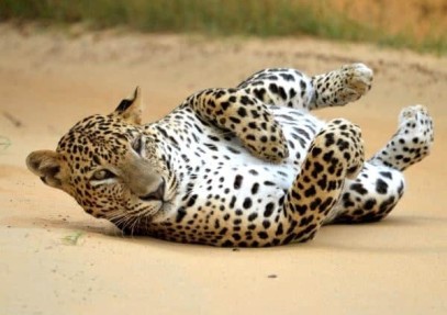 Big 5 of Sri Lanka