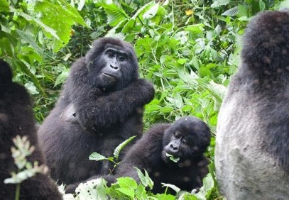 2 Days Gorilla Trekking Safari Uganda from Kigali