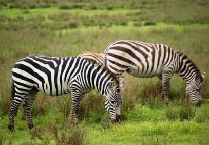 4 Days Serengeti Safari