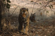 India’s Golden Triangle with Bird & Tiger Safari