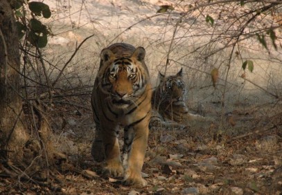 India’s Golden Triangle with Bird & Tiger Safari