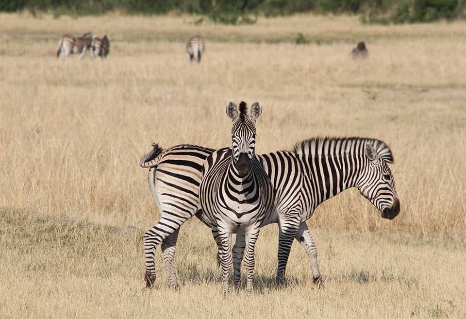 Safari Deal About Us 01