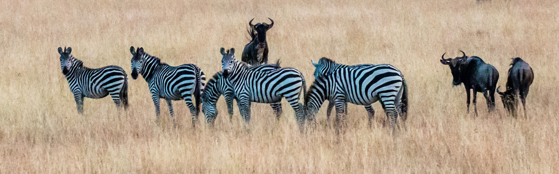 Safari Deal About Us