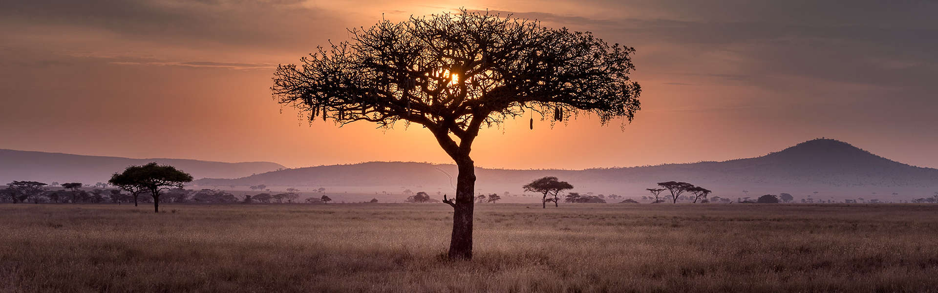 Safari Deal Partner Options