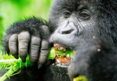 3 Days Uganda Gorilla Safari