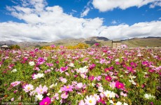 10-Day Trekking and Flower Viewing in Yunnan