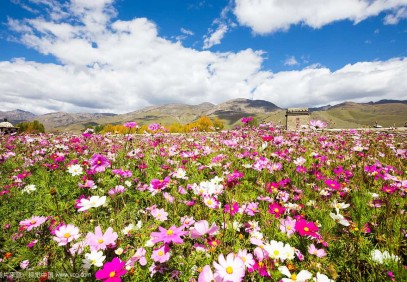 10-Day Trekking and Flower Viewing in Yunnan
