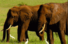 2 Days Tanzania Camping Safari to Tarangire and Ngorongoro