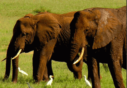 2 Days Tanzania Camping Safari to Tarangire and Ngorongoro
