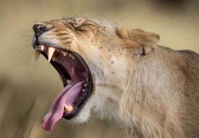 4-Day Masai Mara and Lake Nakuru Camping Safari