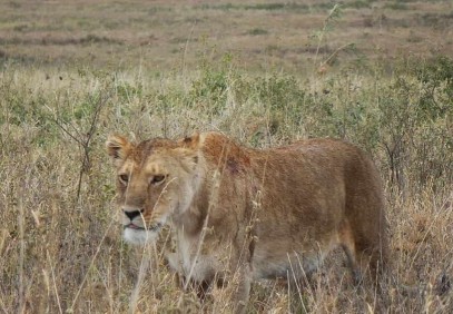 4 Days Lake Manyara, Serengeti & Ngorongoro Crater