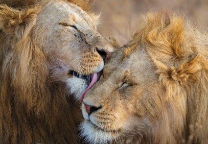 8-Day Northern Tanzania Wildlife Safari