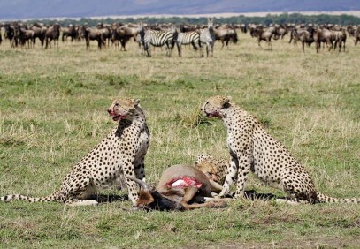5-Day Kenyan Wildlife Safari