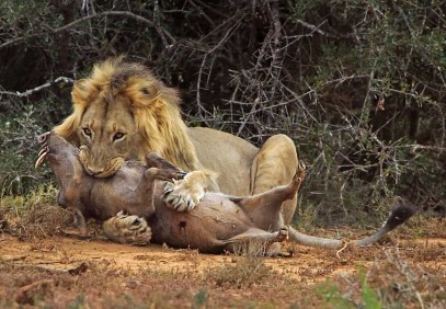 4-Day Maasai Mara & Lake Nakuru Safari