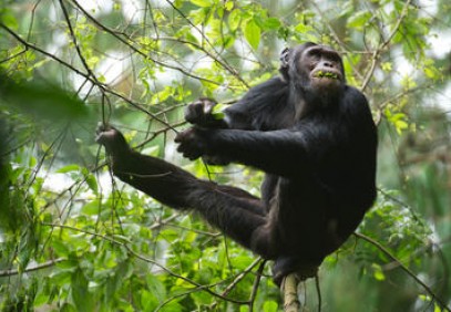10-Day Best of Rwanda Safari