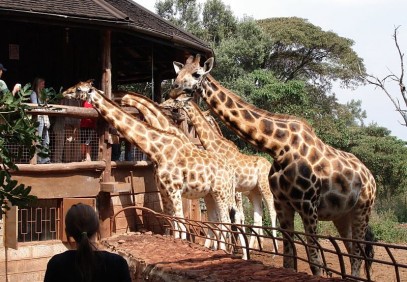 1-Day Nairobi National Park Safari